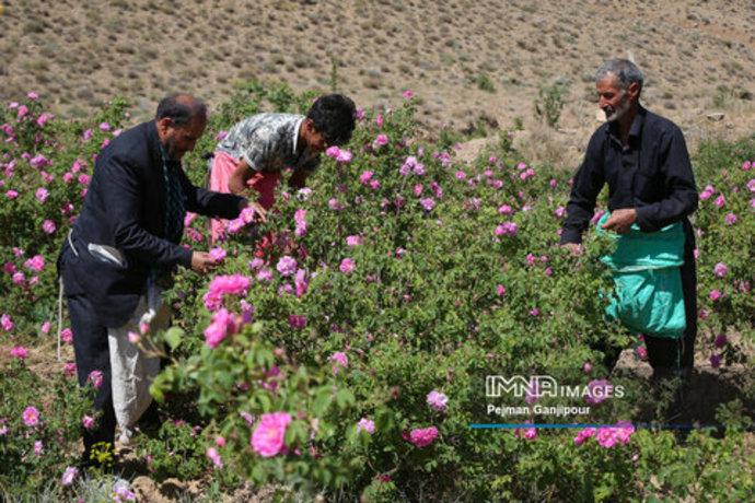 برداشت گل محمدی در روستای آذران کاشان