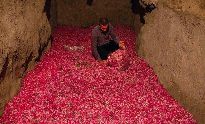 برداشت گل محمدی در روستای عنصرود تبریز