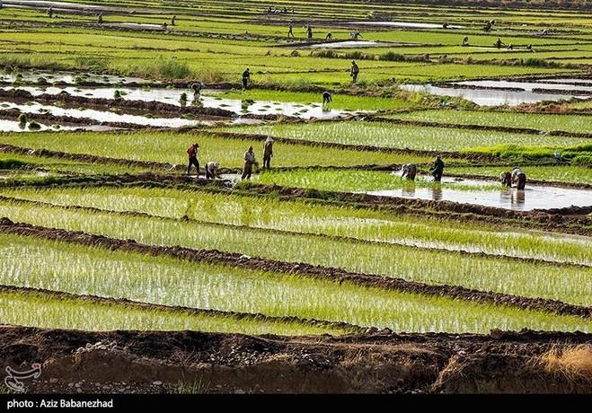 نشاء برنج در شهر ویسیان استان لرستان