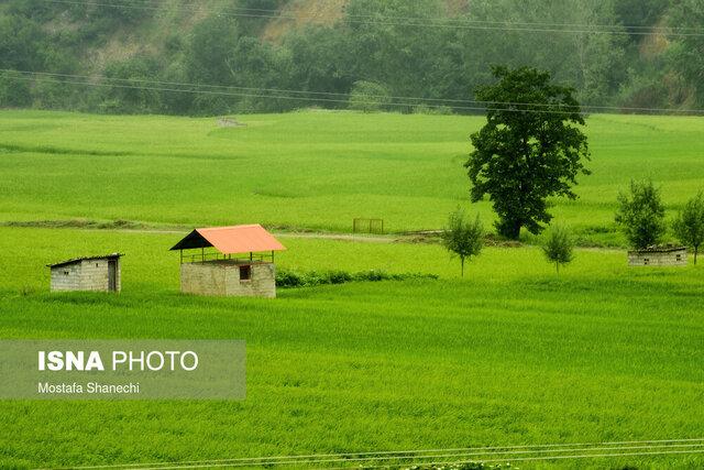 تلاش برای رفع تنش آبی در برخی از شالیزارهای روستاهای رشت