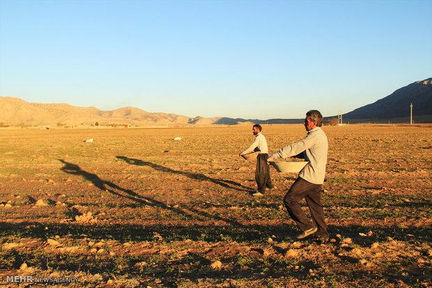 بیش از ۱۱۰۰ میلیارد ریال از مطالبات گندمکاران اردبیل پرداخت شد