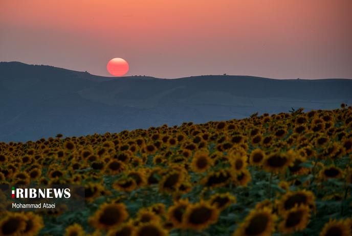 مزرعه سحرانگیز گل آفتاب گردان