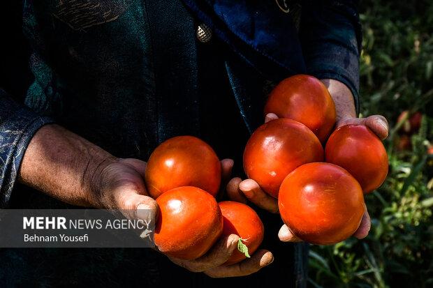 انجام مبارزه بیولوژیک علیه آفات ذرت و گوجه فرنگی در استان همدان