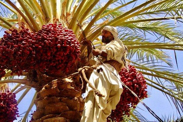 کشاورزان بمی از فروش خرما به دلالان خودداری کنند