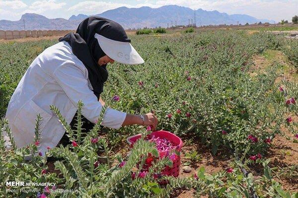 ۵۰ گونه از گیاهان دارویی قابلیت بهره برداری اقتصادی دارد