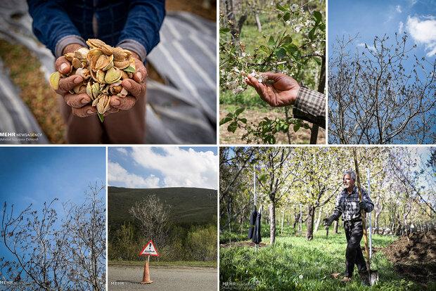 نقش کمرنگ بیمه برای جبران خسارت های کشاورزان در کرمان