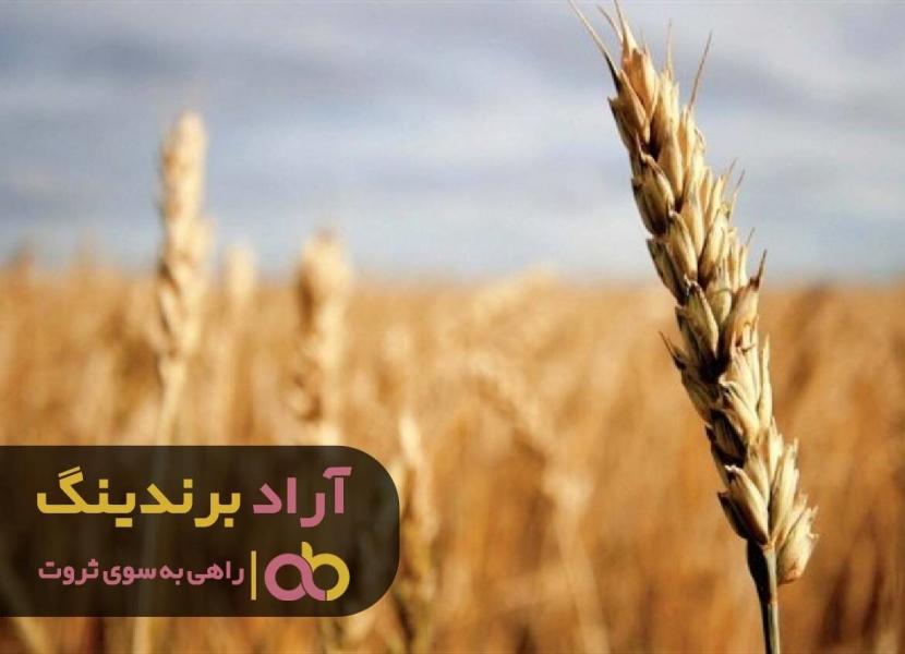 قدم هایی که مرا به پول رساند