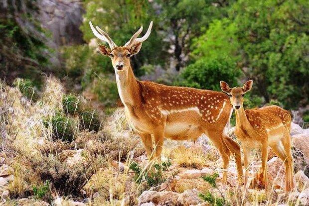 چراغ قرمز برای پروژه «گوزن زرد»/ پروژه احیاء شکست می‌خورد؟