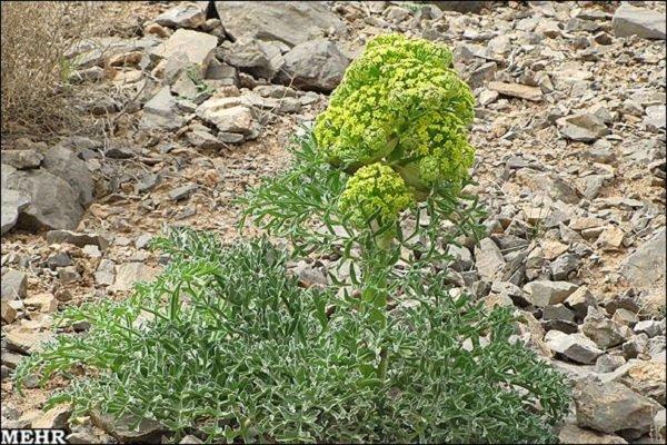 ۷۰ کیلوگرم بذر آنغوزه قاچاق در مرز زمینی دوغارون کشف شد