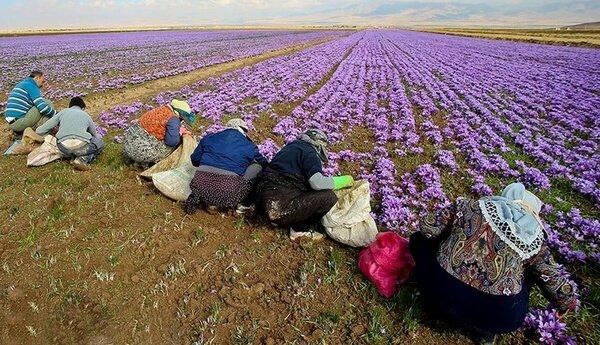 زعفران‌کاران بهابادی آموزش دیدند