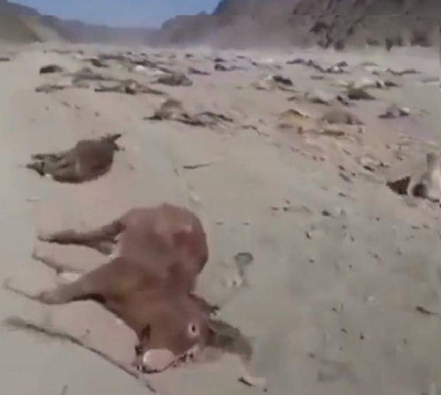 کشتار صدها حیوان باربر در منطقه مرزی سیستان و بلوچستان «توسط ماموران»