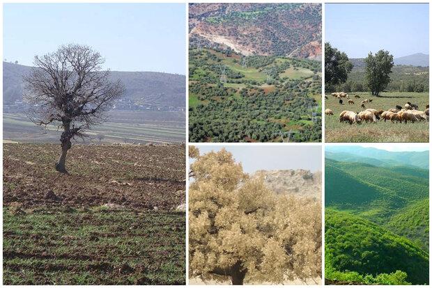 جاده قلب بلوطستان‌های اصفهان را می شکافد؟