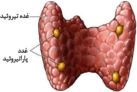 اولین پیوند موفق پاراتیروئید توسط پزشک زن جوان ایرانی