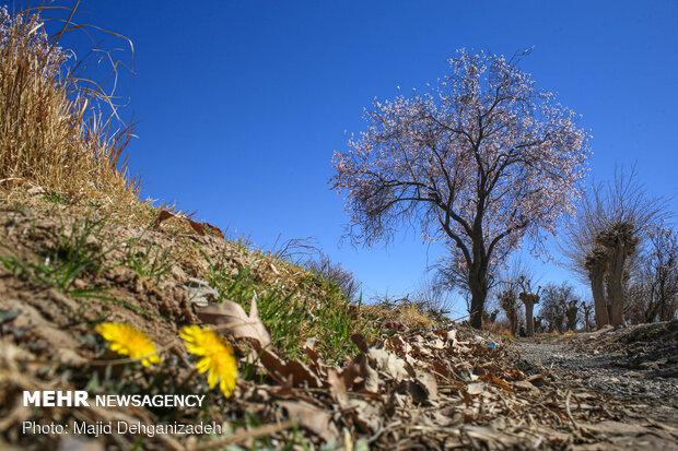 یخبندان و سرمازدگی در کمین کشاورزان مناطق کوهستانی کاشان