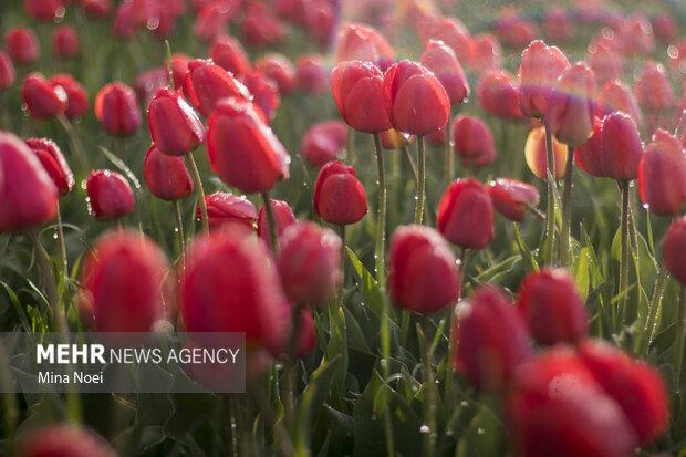 نهمین جشنواره لاله‌های کرج