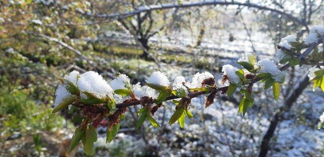 آخرین وضعیت سرمازدگی در باغات / پنج توصیه به باغداران و کشاورزان