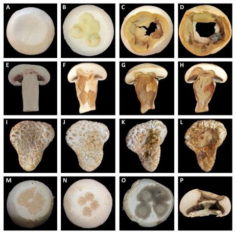 شناسایی باکتری‌های مضر برای قارچ خوراکی توسط محققان دانشگاه تهران