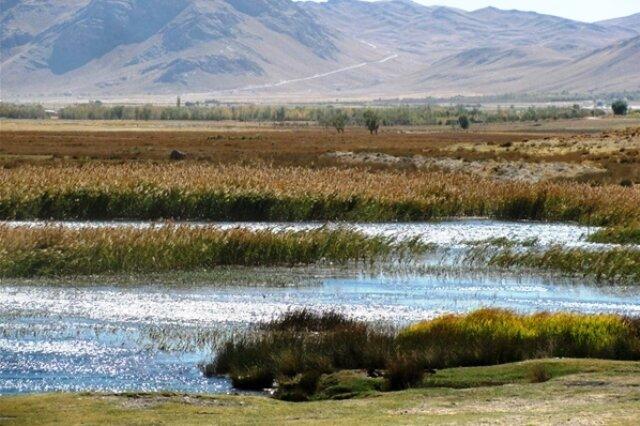 بامدژ عروس تالاب‌های خوزستان/ لزوم رسیدگی فوری به تالاب