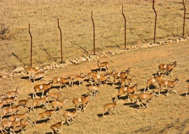 تولد بره آهوها در پناهگاه حیات وحش میاندشت خراسان شمالی