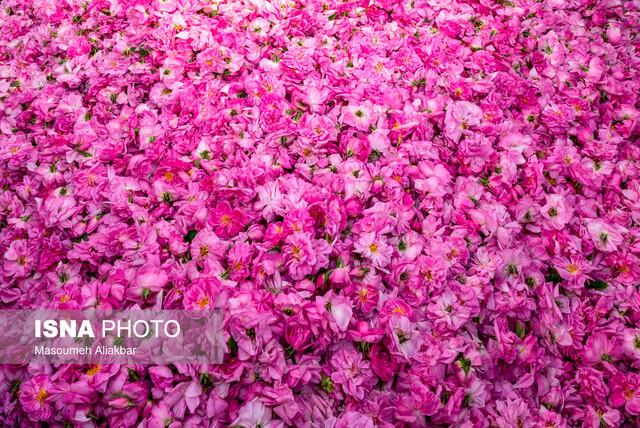 اسانس گل‌محمدی لاله‌زار به سراسر جهان صادر می‌شود