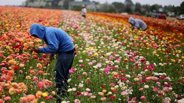 چرا در کشور ثروتمندی چون آمریکا، میزان سوء استفاده از کودکان در بازار کار بیشتر شده؟