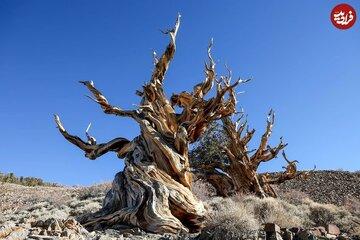 پیرترین درختان جهان؛ جای برخی را پنهان می‌کنند تا کسی نداند کجا هستند/ عکس