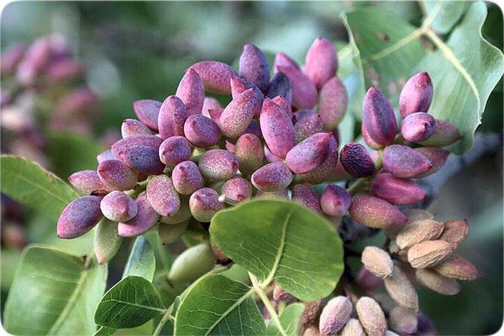 برگزاری جشن ملی پسته در ۵ نقطه رفسنجان