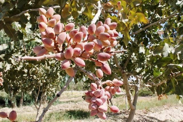 جشن ملی پسته در بزرگترین خانه خشتی جهان برگزار خواهد شد