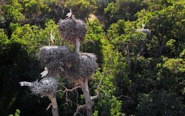 روستای دره‌تفی معروف به شهر لک‌لک‌ها در کردستان/ عکس