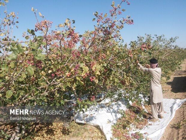 ۵۳۰ میلیارد ریال خسارت به پسته کاران امیر آبادی وارد شد