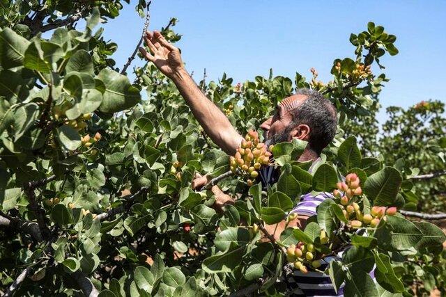 درخواست "برقی" پسته‌کاران زرندیه از استاندار: جلوی اختلال در برداشت را بگیرید