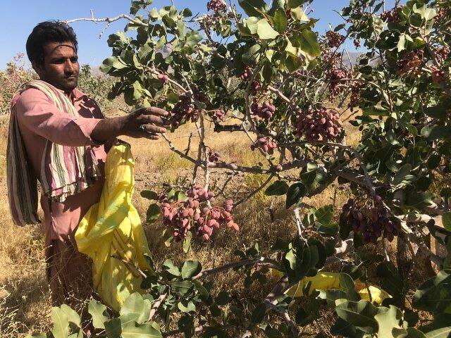 مطالبه "برقی" پسته‌کاران زرندیه از استاندار مرکزی، محقق شد