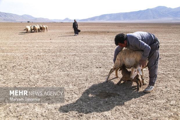 دامپزشکی ایلام ۱۳ میلیارد ریال قرارداد با بخش خصوصی منعقد کرد