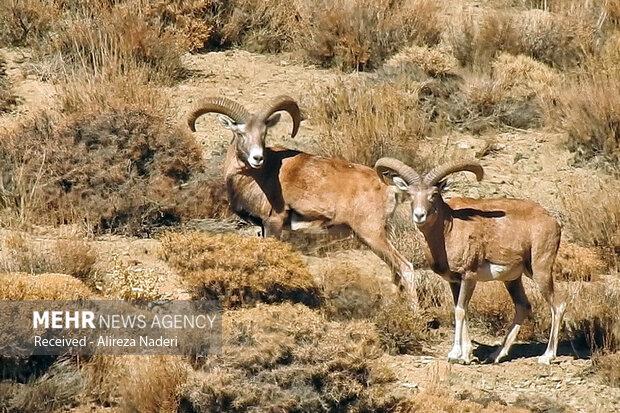 پرونده ارتقا سه منطقه در اصفهان روی میز کار محیط زیست