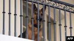 مجازات برای گاز گرفتن؛ سگ جو بایدن دیگر در کاخ سفید زندگی نمی‌کند