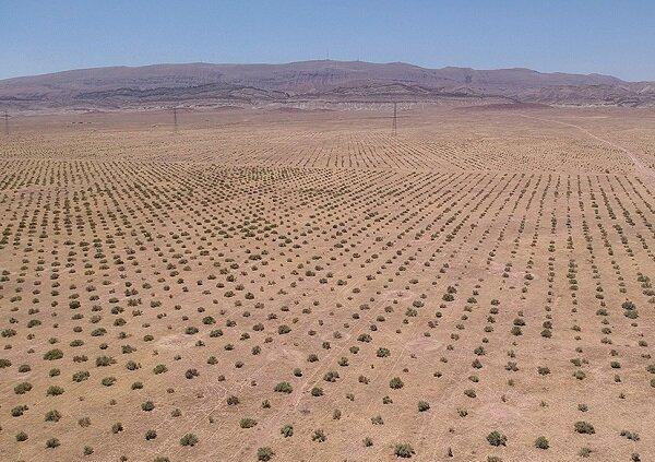 اعتبار طرح «کاشت نهال در عرصه‌های بیابانی» خوزستان کاهشی است