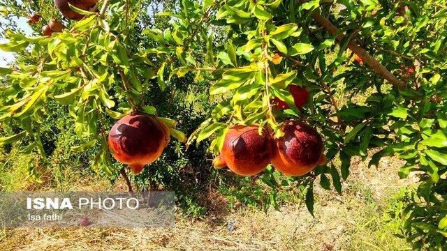 توضیحات مدیر اداره جهاد کشاورزی در رابطه با آفت باغات انار کوشک بویراحمد