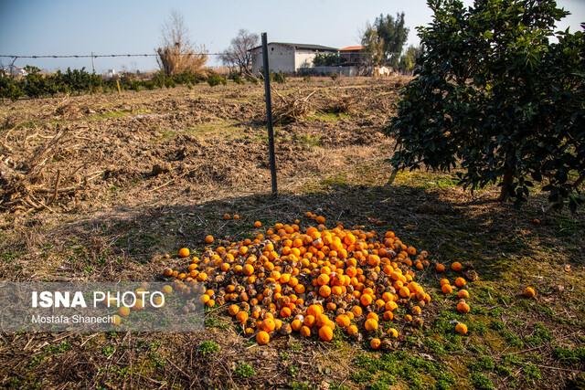 برداشت مرکبات ۲۸۰ هکتار از باغات شهرستان فنوج