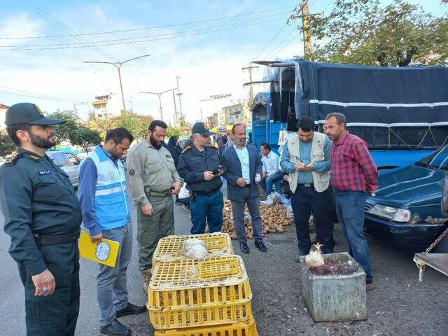 آنفلوانزای پرندگان در کمین بازارهای محلی شفت/ شکارچی متخلف "پیغو" در دام قانون