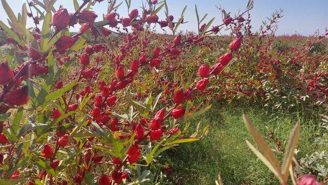 نبود صنایع فرآوری و بسته‌بندی در قطب تولید چای ترش کشور