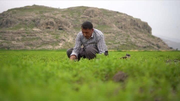 مستند «طلای سبز» به دومین جشنواره ملی میراث فرهنگی راه یافت