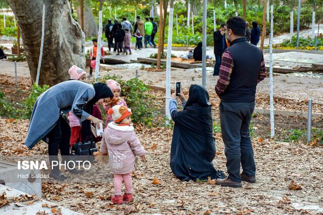 دونوازی پاییز و چنارهای محلات، فرصتی که از دست می رود