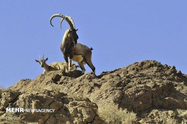 سرشماری گونه‌های شاخص پستاندار در استان ایلام آغاز شد