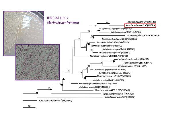 گونه جدید میکروبی به نام «مارینوباکتر» معرفی شد