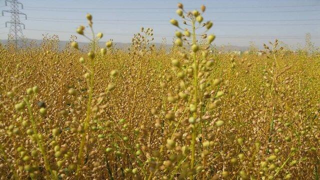 پرداخت ۶۰ درصدی طلب کاملیناکاران لرستانی