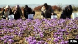 کاهش ۶۰ درصدی تولید زعفران در ایران