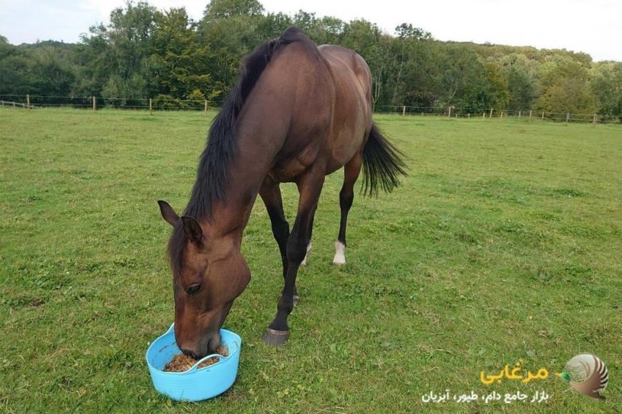 راهنمای جامع خرید مکمل اسب