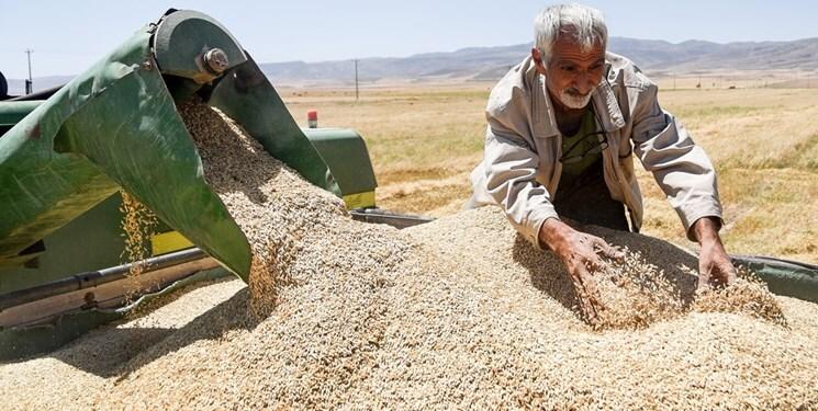 سر کشاورزان درباره قیمت گندم کلاه گذاشتند/ مافیای واردات، برنده شد