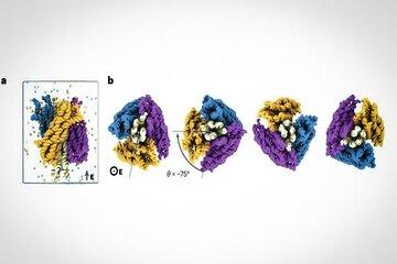 ببینید از تا زدن DNA چه چیزی به دست می‌آید!