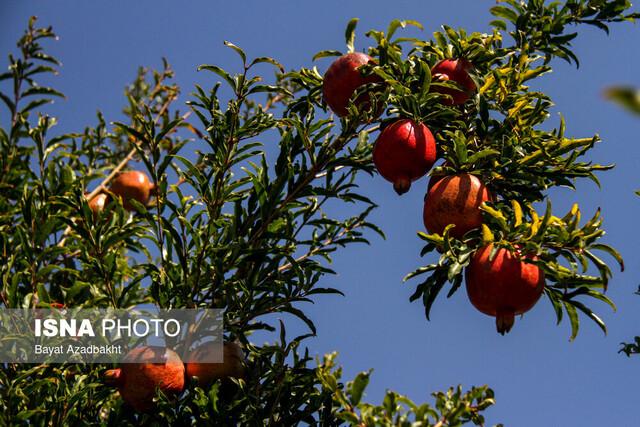 خواص انار برای سلامتی